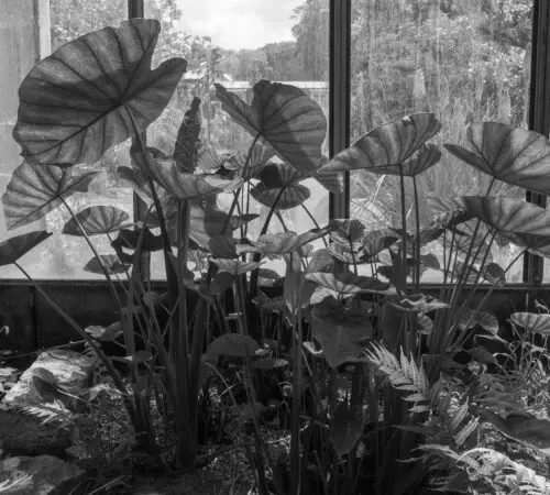 Axelle Rioult – Foliatura