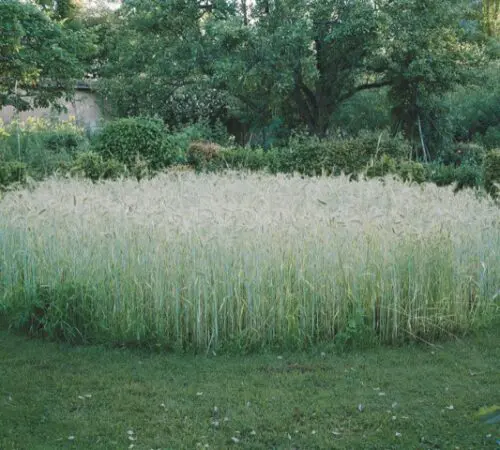 Create a garden