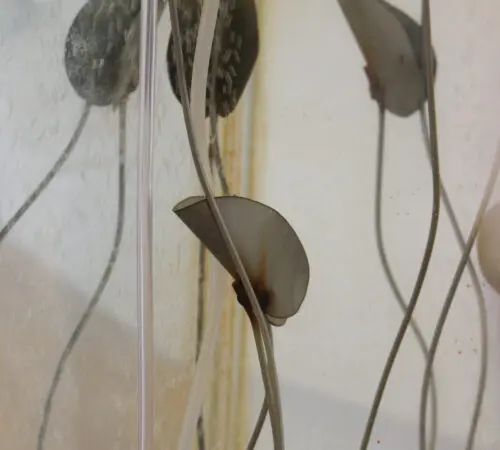 Clément Davout and Léo Fourdrinier – The Unresolved Wave – Nymphéa