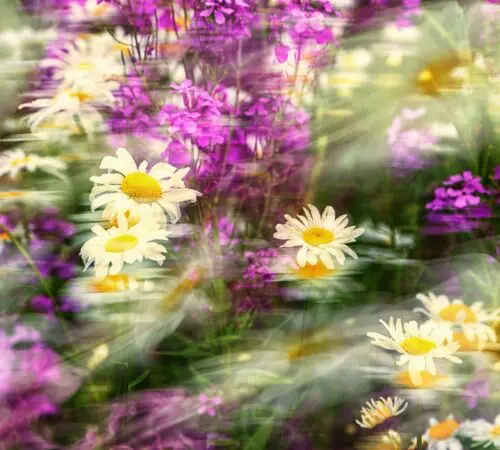 Rouen Photo Club – Sensitive Gardens