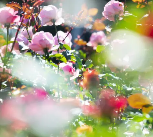 Mika Ninagawa – Exhibition: Eternity in a Moment