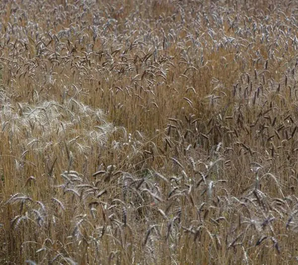 Triticum, Moissons