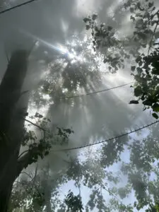 Fujiko Nakaya – Fog Tree #07031, Honfleur