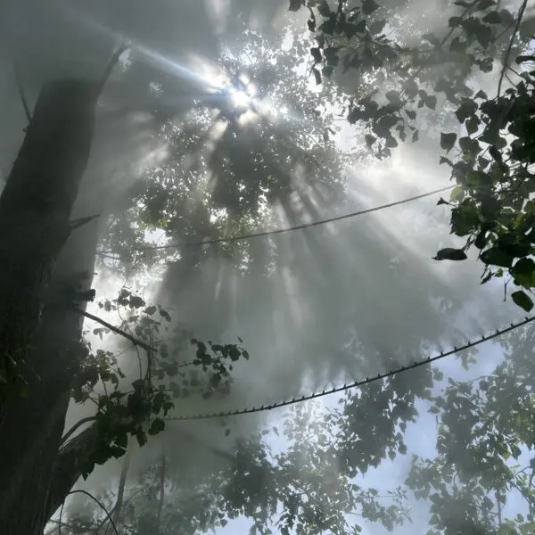 Fujiko Nakaya – Fog Tree #07031, Honfleur