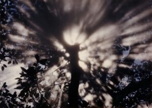 Fujiko Nakaya – Fog Tree Honfleur #07031