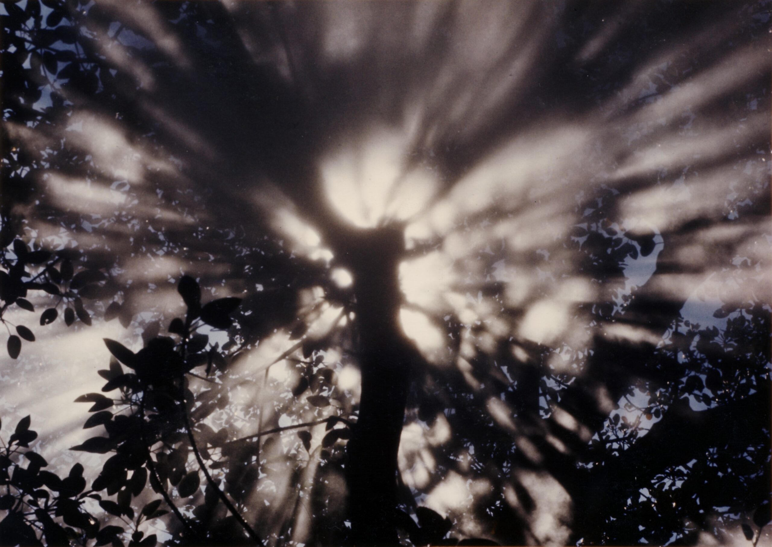 Fujiko Nakaya – Fog Tree #07031, Honfleur