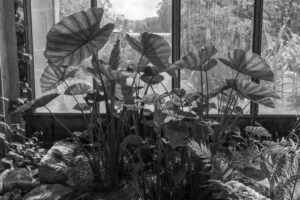 Axelle Rioult – Foliatura