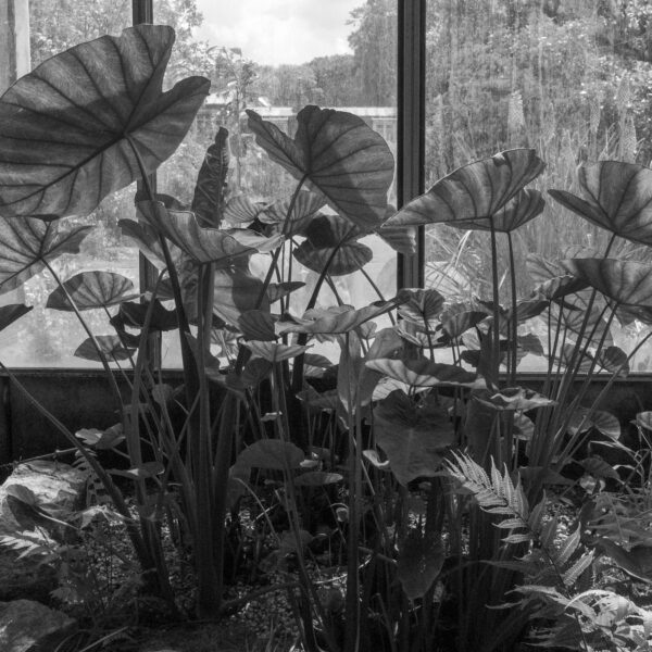 Axelle Rioult – Foliatura