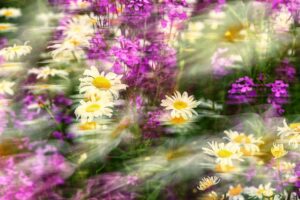 Photo-Club Rouennais – Jardins sensibles