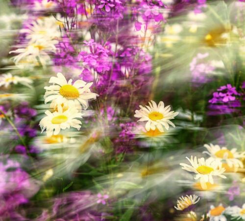 Photo-Club Rouennais – Jardins sensibles