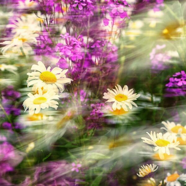 Photo-Club Rouennais – Jardins sensibles