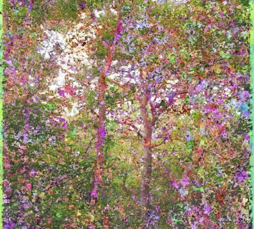 Jacques Perconte – À fleur de forêt