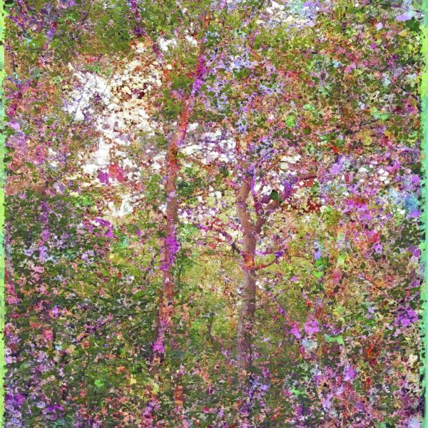 Jacques Perconte – À fleur de forêt