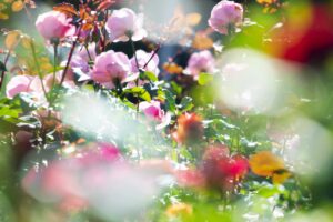 Mika Ninagawa – Exposition : Eternity in a Moment