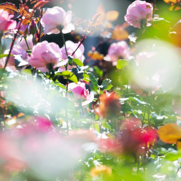Mika Ninagawa – Exposition : Eternity in a Moment
