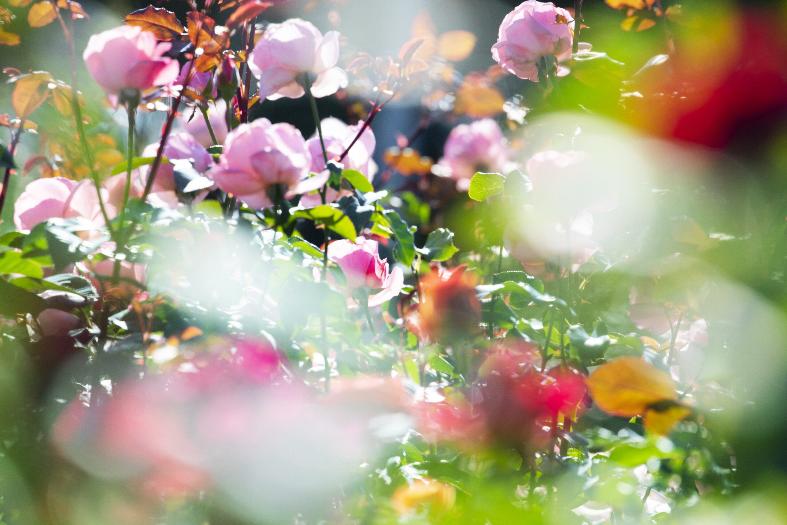 Mika Ninagawa – Exposition : Eternity in a Moment