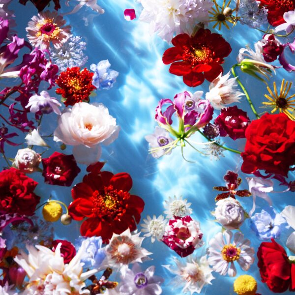 Mika Ninagawa – Projection « Cathédrale de lumière » Floraison Sauvage