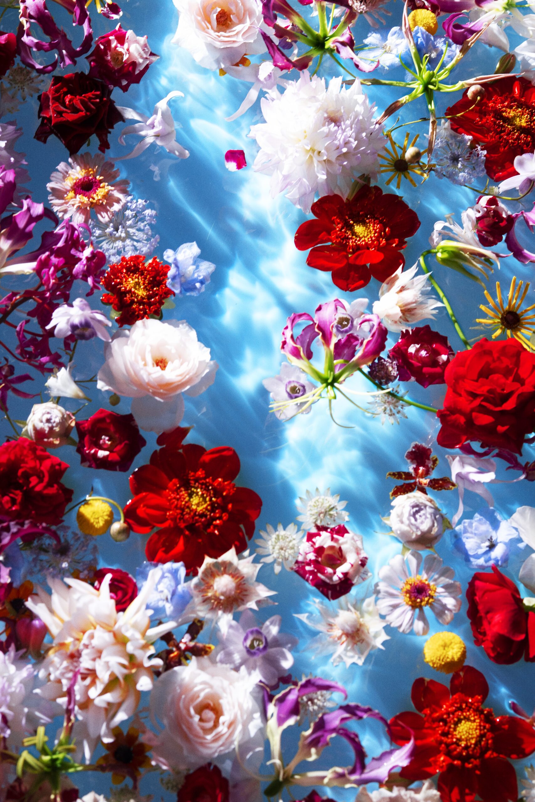 Mika Ninagawa – Projection « Cathédrale de lumière » Floraison Sauvage