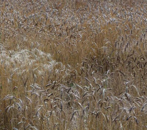 Triticum, Moissons